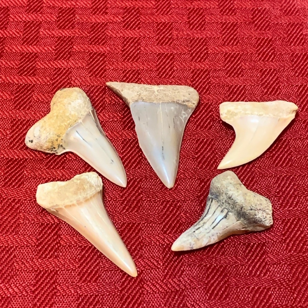 Fossilized Shark Teeth Collection